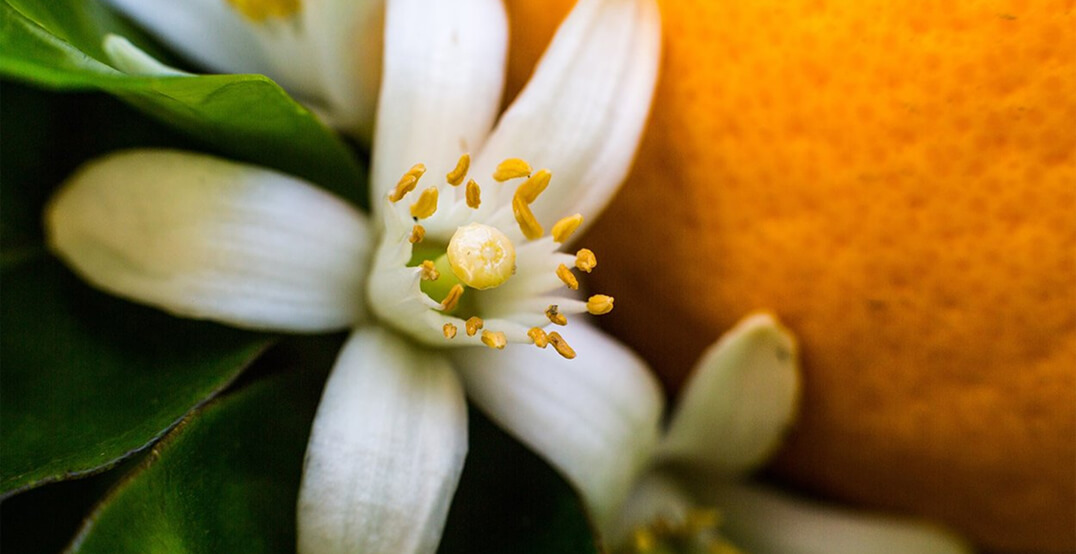 Chemistry Blanc de Blancs flower close-up image.
