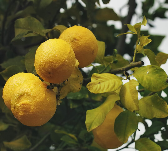 Chemistry Pinot Gris oranges on branch image.